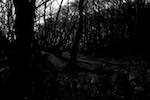 Image: First image from the photoset 'woods'.