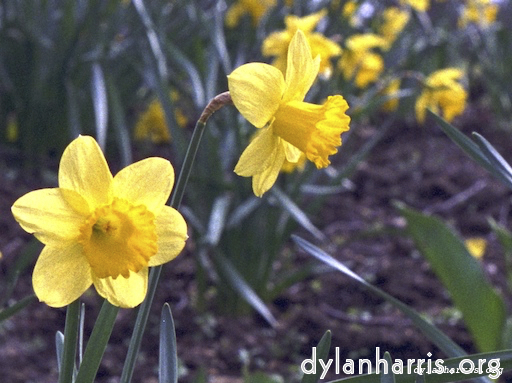 Image 'wurm im apfel (i) 4'.