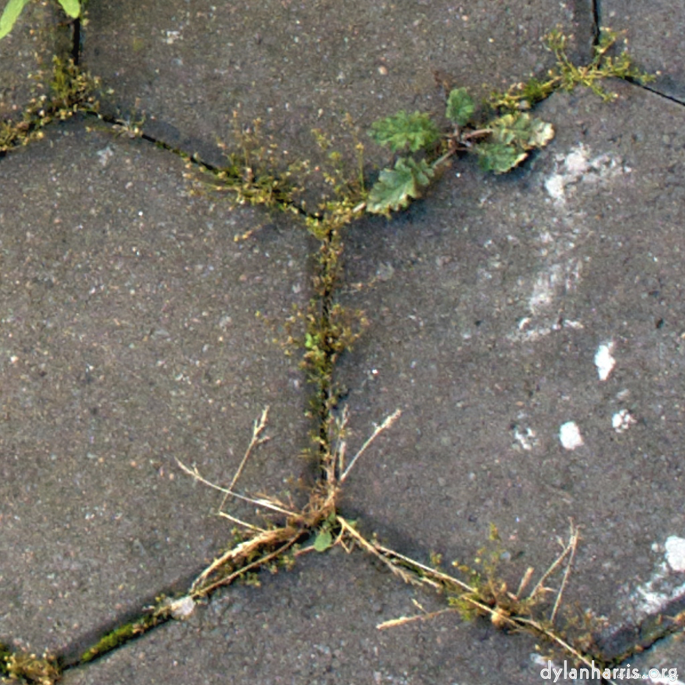 Image 'wurm im apfel (i) 8'.