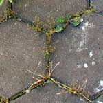 Eighth image from the photoset 'wurm im apfel (i)'.