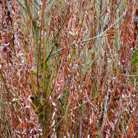 image: unlabelled image