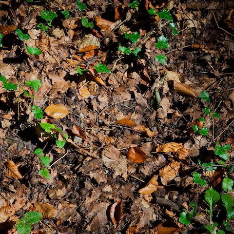 image: unlabelled image