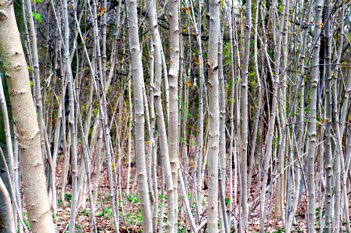 image: unlabelled image