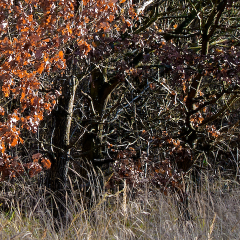 image: unlabelled image