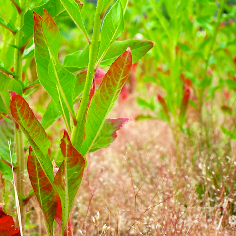 image: unlabelled image