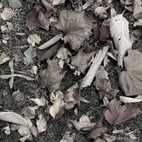 image: unlabelled image