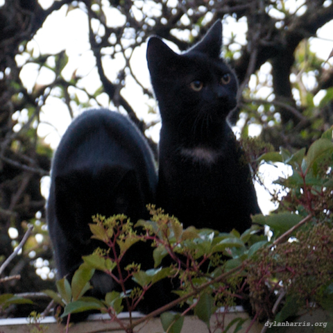 image: unlabelled image