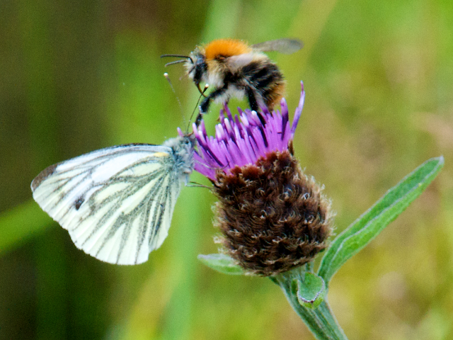 image: unlabelled image