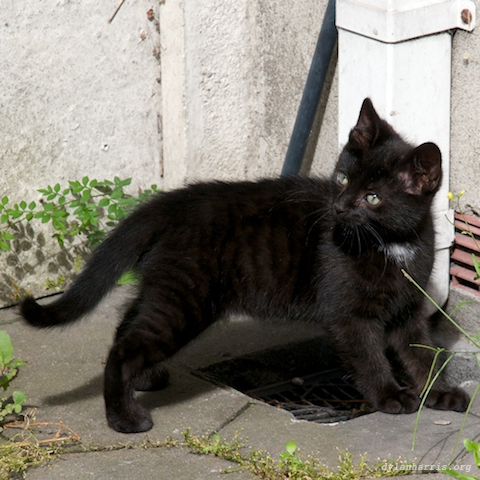 image: unlabelled image