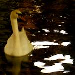 image: unlabelled image