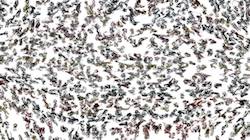 Fifth of 'reflets — paint synthesiser classic — 3.5 collection active 2'.