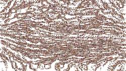 Eighth of 'reflets — paint synthesiser classic — 3.5 collection active 2'.