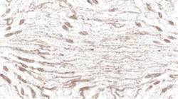 First of '4.0 A collection wild 3'.