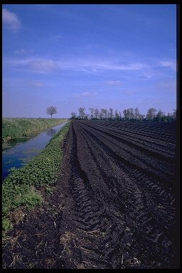 image: Holme Fen (3/3)