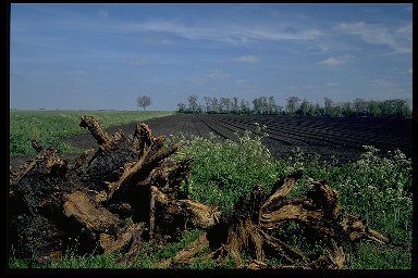 image: Holme Fen (1/3)