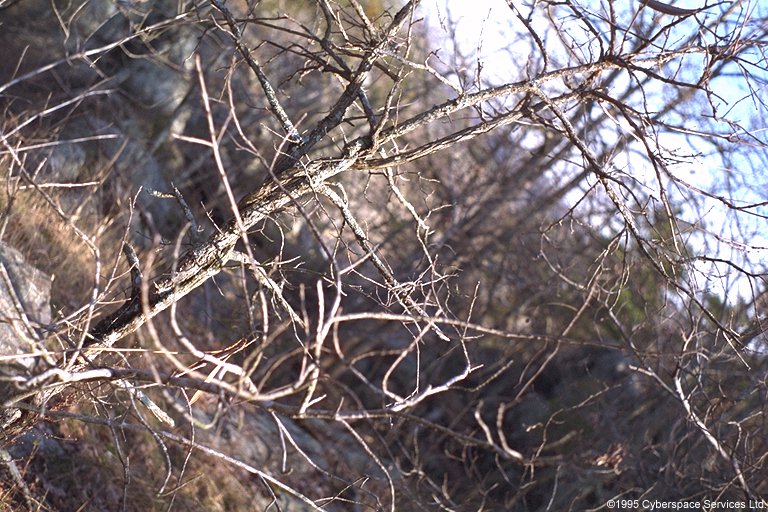 image: Virginia (1/2)