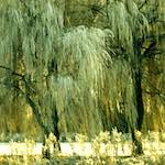 Image: Sixth image from the photoset 'st.neots park (i)'.