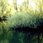 image: Image from the photoset ‘
st.neots park (ii)
’.