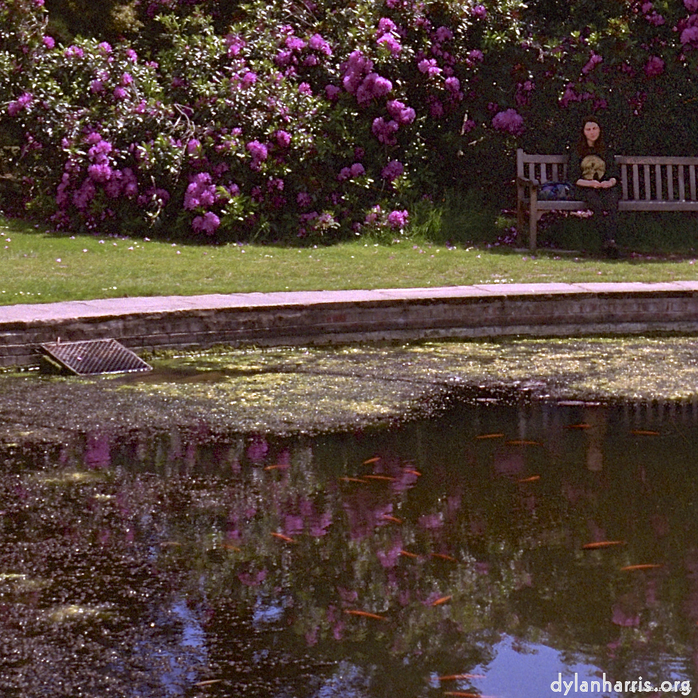 Image 'yorkshire (ii) 4'.