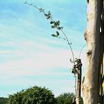 image: Image from the photoset ‘
untitled (ix) 
’.