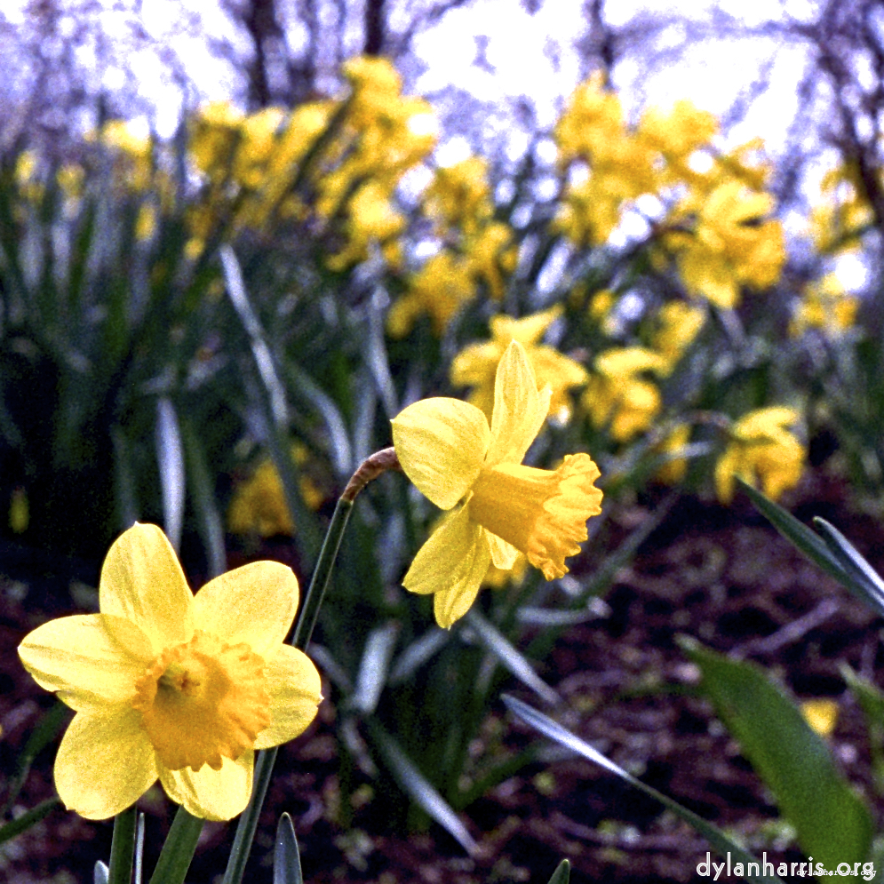 Image: Image 'raunds (i) 4'.