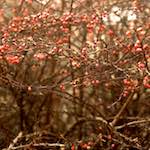 image: Image from the photoset ‘
untitled (xi) 
’.