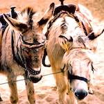 image: Image from the photoset ‘
untitled (xiv)
’.