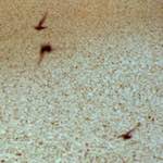 image: Image from the photoset ‘
untitled (xvii) 
’.