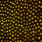 image: Image from the photoset ‘
untitled (xvii) 
’.