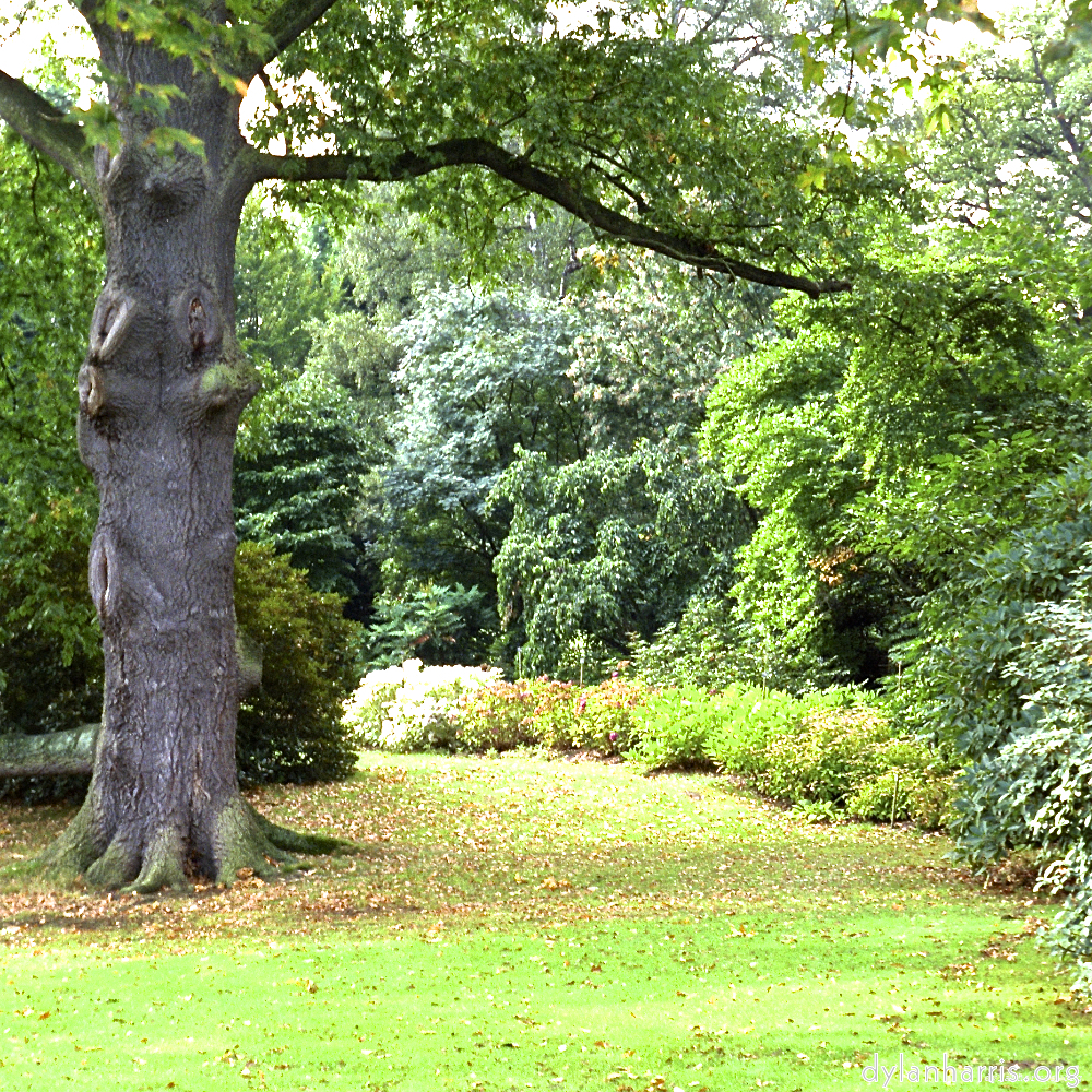 image: This is ‘
wood (xi) 8
’.