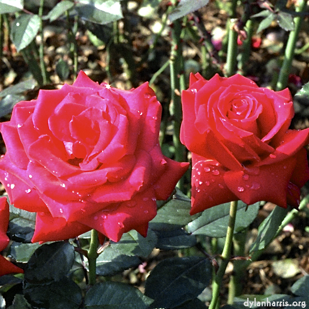 Image 'flower (i) 1'.