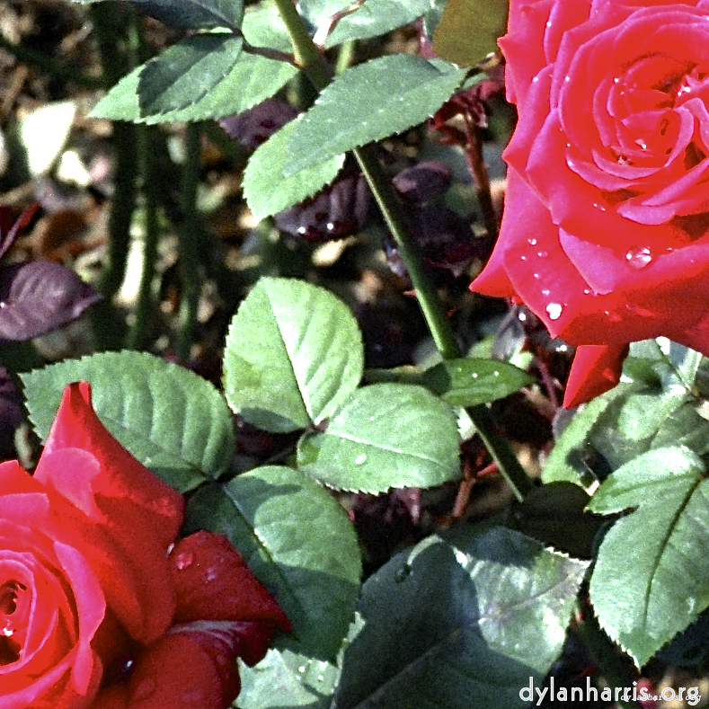 Image: Image 'flower (i) 10'.