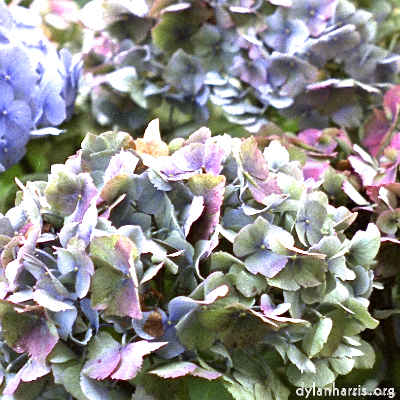 Image 'flower (i) 2'.