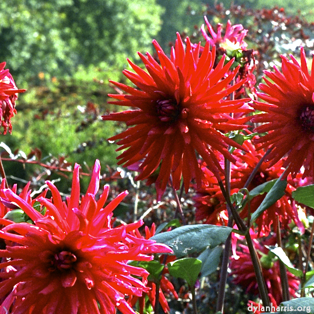 Image 'flower (i) 3'.