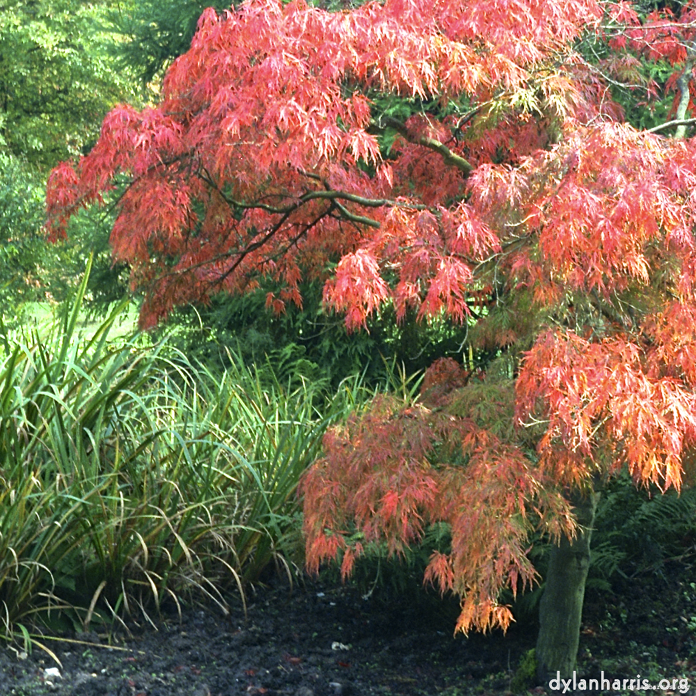 Image: Image 'flower (i) 4'.