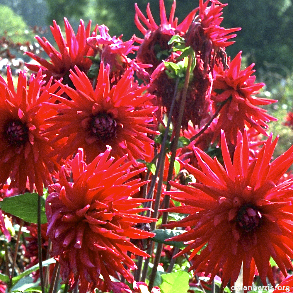 Image 'flower (i) 6'.