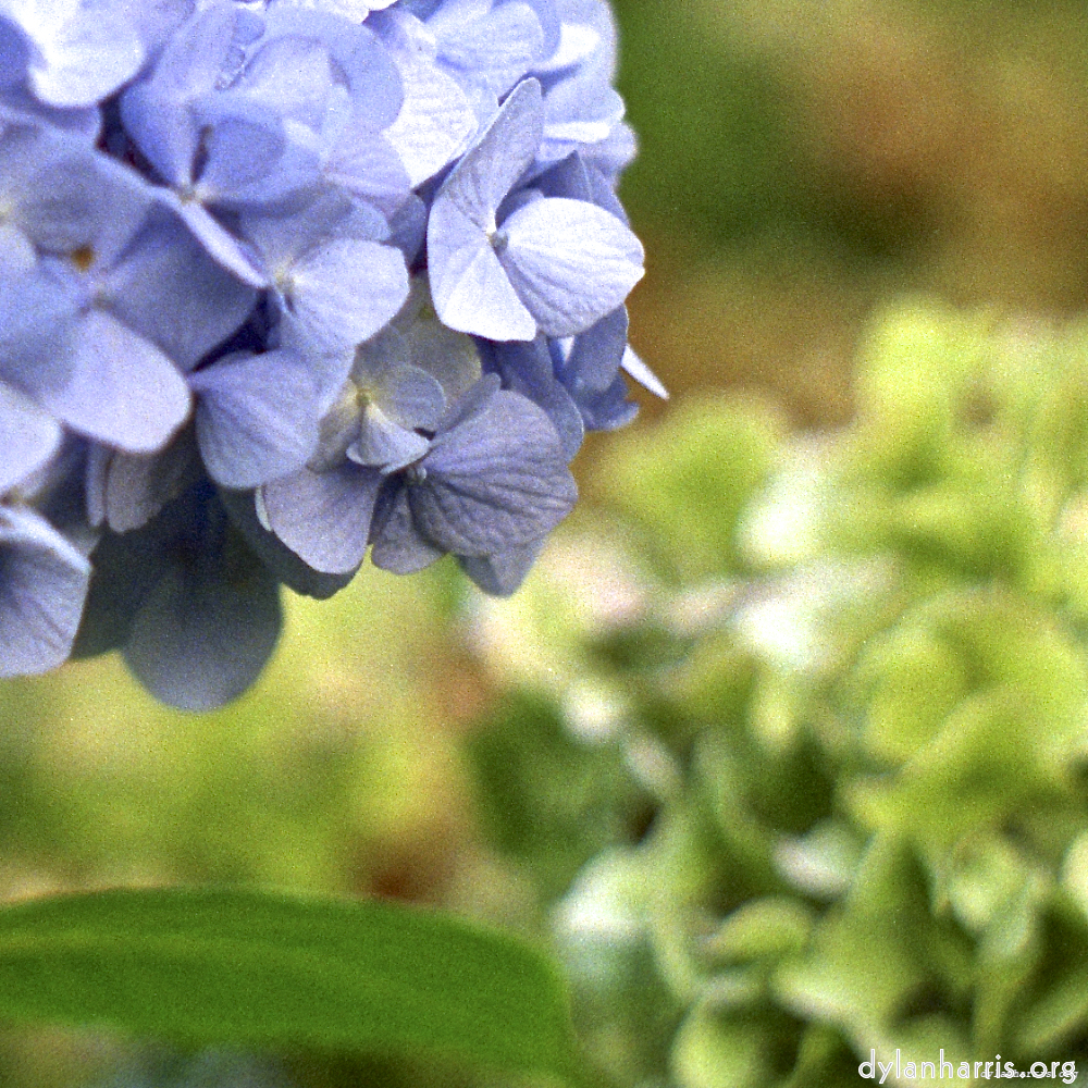 Image: Image 'flower (i) 7'.