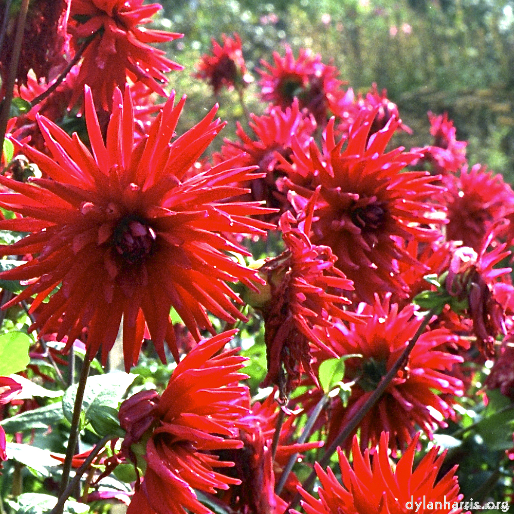 Image: Image 'flower (i) 8'.