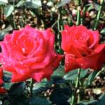 Image: First image from the photoset 'flower (i)'.