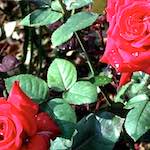 Image: Tenth image from the photoset 'flower (i)'.