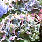 Image: Second image from the photoset 'flower (i)'.