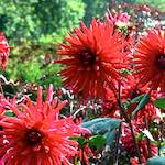 Image: Third image from the photoset 'flower (i)'.