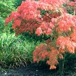 Image: Fourth image from the photoset 'flower (i)'.