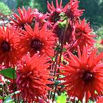 Image: Sixth image from the photoset 'flower (i)'.