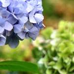 Image: Seventh image from the photoset 'flower (i)'.