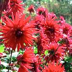 Image: Eighth image from the photoset 'flower (i)'.