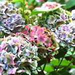 Image: Ninth image from the photoset 'flower (i)'.