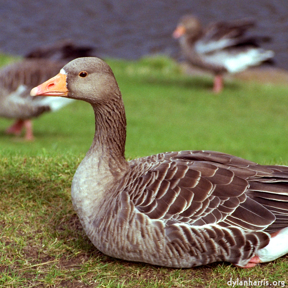 Image: Image 'edinburgh (i) 5'.