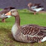 Image: Fifth image from the photoset 'edinburgh (i)'.