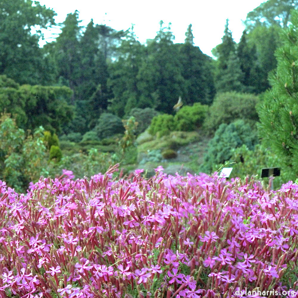 Image 'flower (ii) 3'.